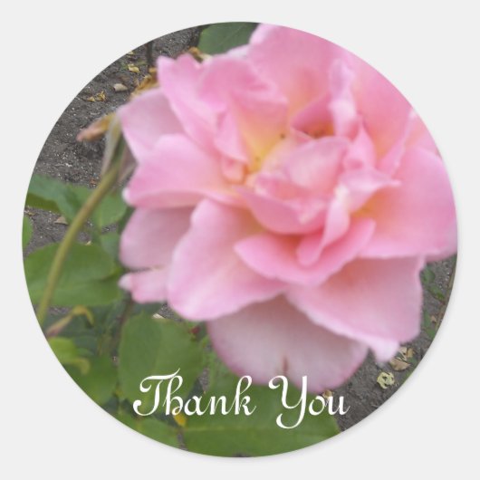 Sticker Rond Rose délicate Merci (Devant)