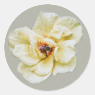 Sticker Rond Rose et abeille