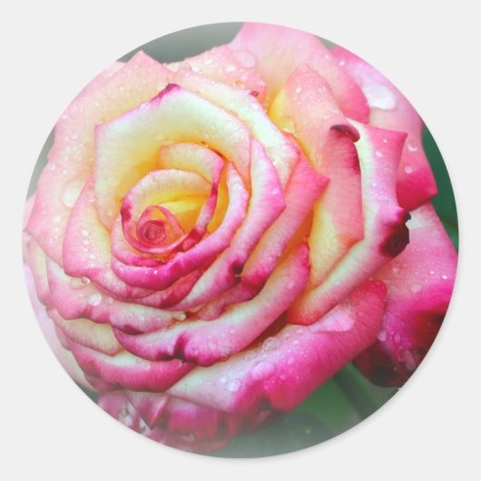 Sticker Rond Rose et rose jaune (Devant)