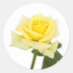 Sticker Rond Rose jaune