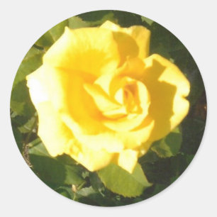 Sticker Rond Rose jaune
