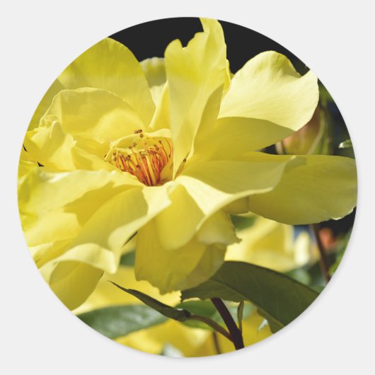 Sticker Rond Rose jaune (Devant)
