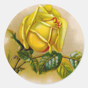 Sticker Rond Rose jaune Antique Vintage Imprimer Art