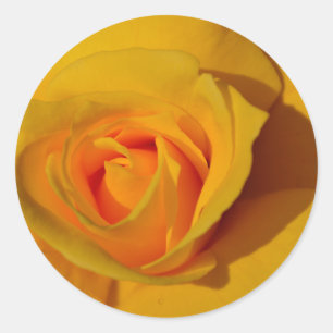 Sticker Rond Rose jaune orange rose rose romantique