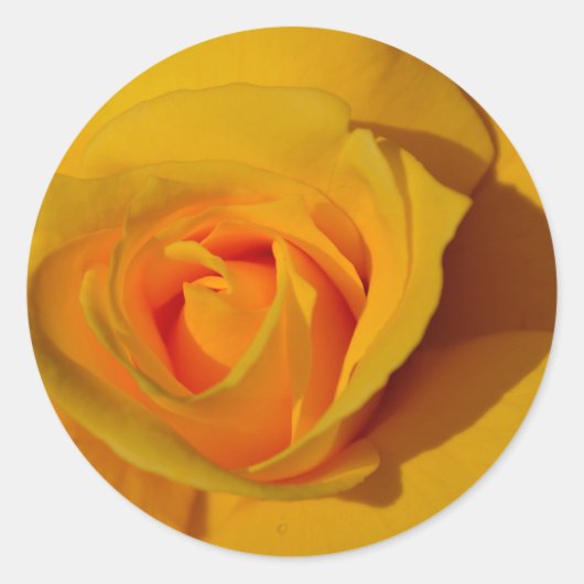 Sticker Rond Rose jaune orange rose rose romantique (Devant)