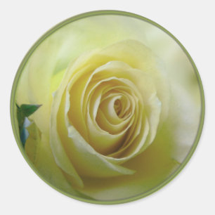 Sticker Rond rose jaune pâle