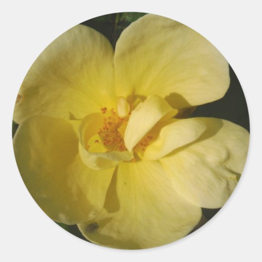 Sticker Rond Rose jaune sauvage (Devant)