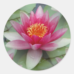 Sticker Rond Rose Lotus Water Lily