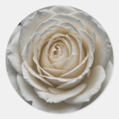Sticker Rond Rose mouillé blanc gros plan (Devant)