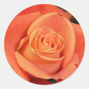 Sticker Rond Rose orange