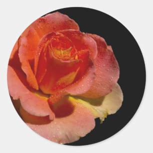 Sticker Rond Rose orange