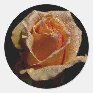 Sticker Rond Rose orange 1