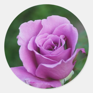 Sticker Rond Rose pourpre