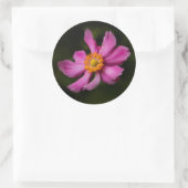 Sticker Rond Rose "Prinz Heinrich" japonais Anemone Flower (Sac)