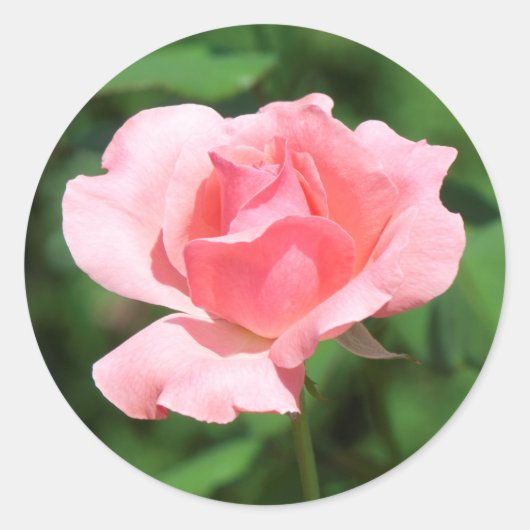 Sticker Rond Rose rose (Devant)