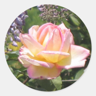 Sticker Rond Rose rose avec chevalet de glycine violet