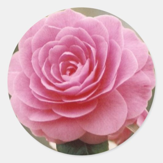 STICKER ROND ROSE ROSE ÉLÉGANTE (Devant)
