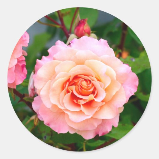 Sticker Rond Rose rose fleurs dans le jardin carte postale (Devant)