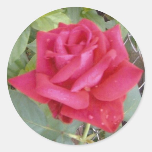 Sticker Rond Rose rouge (Devant)