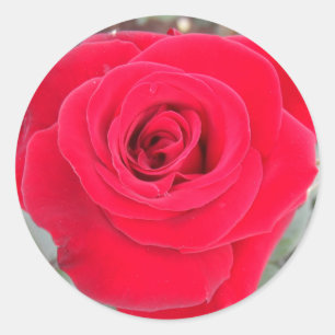 Sticker Rond Rose rouge