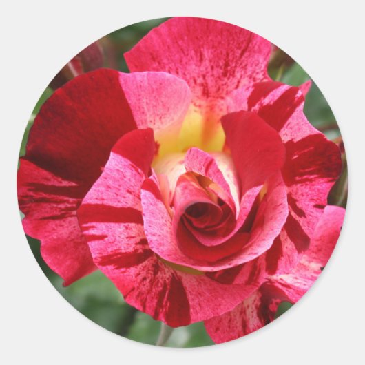 Sticker Rond Rose rouge (Devant)
