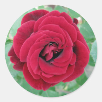 Sticker Rond rose rouge