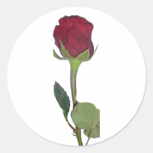Sticker Rond Rose rouge (Devant)
