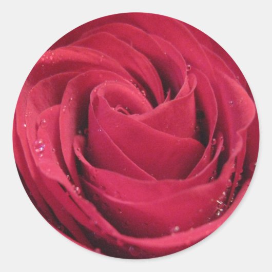 Sticker Rond Rose rouge avec des gouttelettes d'eau (Devant)