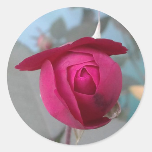 Sticker Rond Rose rouge romantique (Devant)