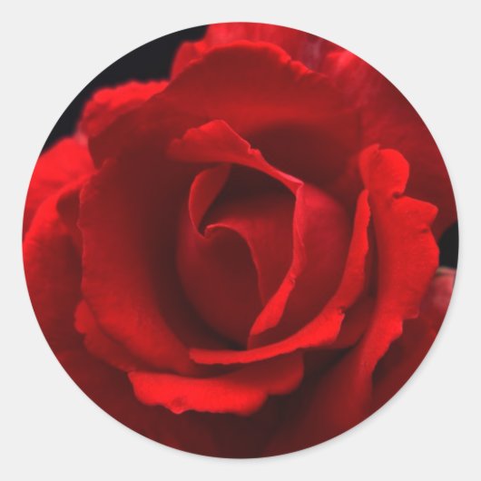 Sticker Rond Rose rouge stkcnm (Devant)