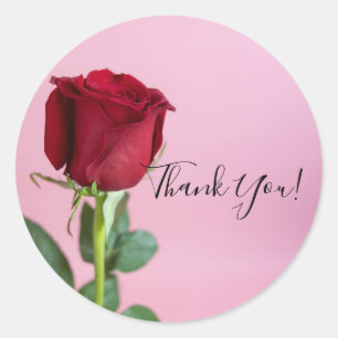 Sticker Rond Rose rouge sur rose Élégant romantique