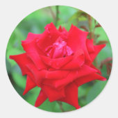 Sticker Rond Rose rouge vibre (Devant)