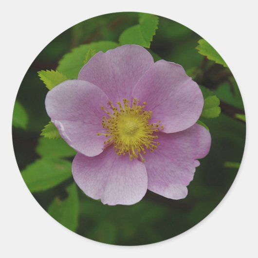 Sticker Rond Rose sauvage (Devant)