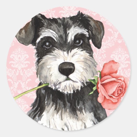 Sticker Rond Rose Valentin Mini Schnauzer (Devant)
