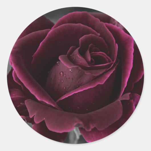 Sticker Rond Rose Velvet Bourgogne (Devant)