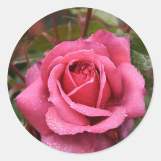 Sticker Rond Rosée rose baisée
