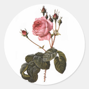 Sticker Rond Roses de jardin roses antiques vintage en fleurs