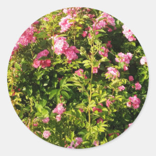 Sticker Rond Roses roses en fleur