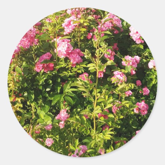 Sticker Rond Roses roses en fleur (Devant)