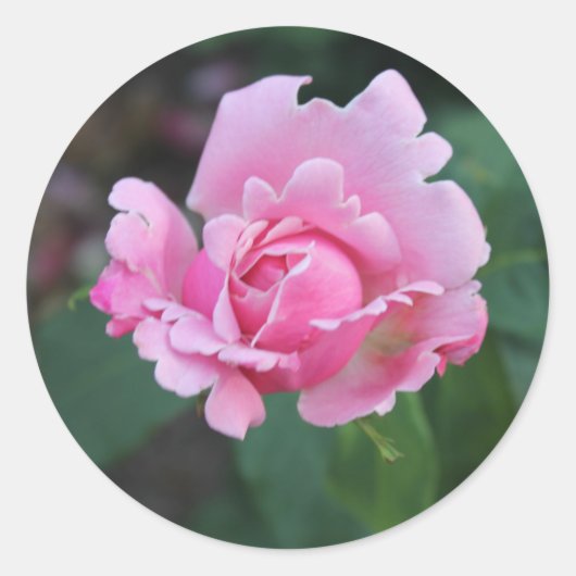 Sticker Rond Rosier rose (Devant)
