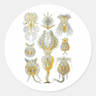 Sticker Rond Rotifères