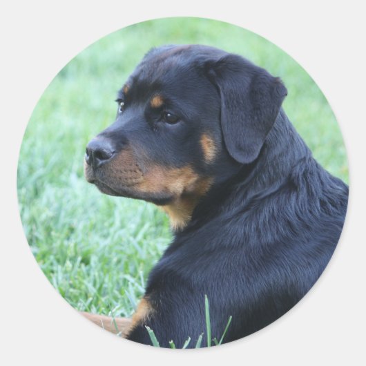 Sticker Rond Rottweiler (Devant)