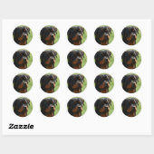 Sticker Rond Rottweiler (Feuille)