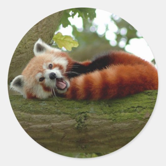 Sticker Rond Rouge Panda collant rond (Devant)