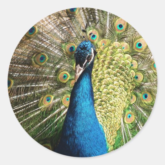 Sticker Rond Royal Blue Peacock (Devant)