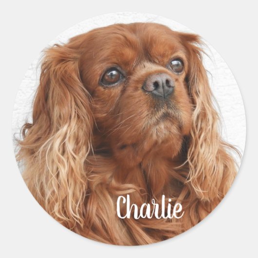 Sticker Rond Ruby Cavalier King Charles Spaniel (Devant)