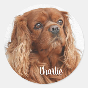 Sticker Rond Ruby Cavalier King Charles Spaniel Chien
