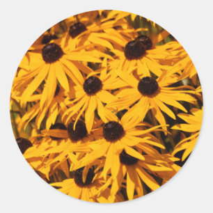 Sticker Rond Rudbeckia Fulgida / Susans aux yeux noirs