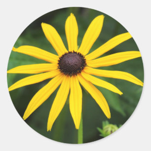 Sticker Rond Rudbeckia hirta