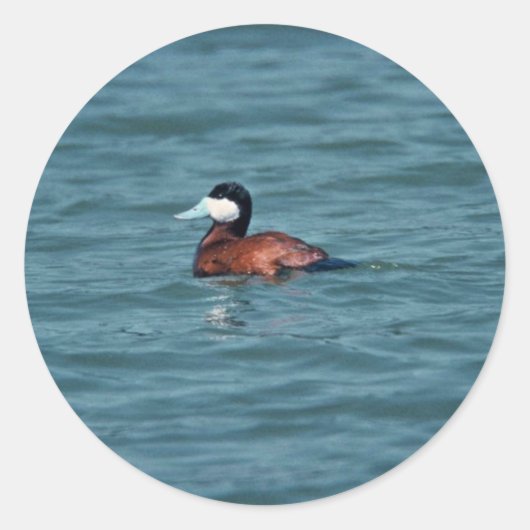 Sticker Rond Ruddy Duck (Devant)